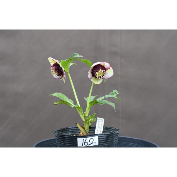 クリスマスローズ開花株 SD多弁咲きバイカラーピコティ 162 現品限り