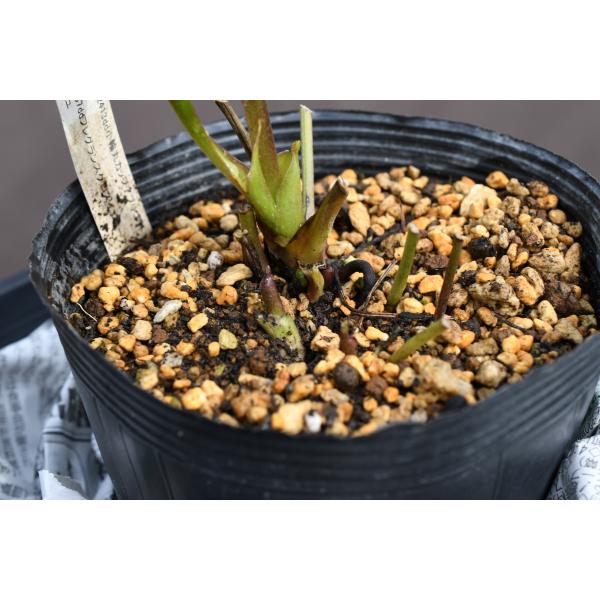 クリスマスローズ開花株 DD毬姫ピンクアプリコットフラッシュ 163 現品