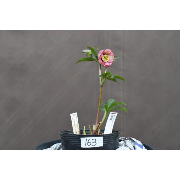 クリスマスローズ開花株 DD毬姫ピンクアプリコットフラッシュ 163 現品