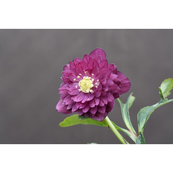 クリスマスローズ開花株 訳ありDDアンティークアフロディーテ 165 現品