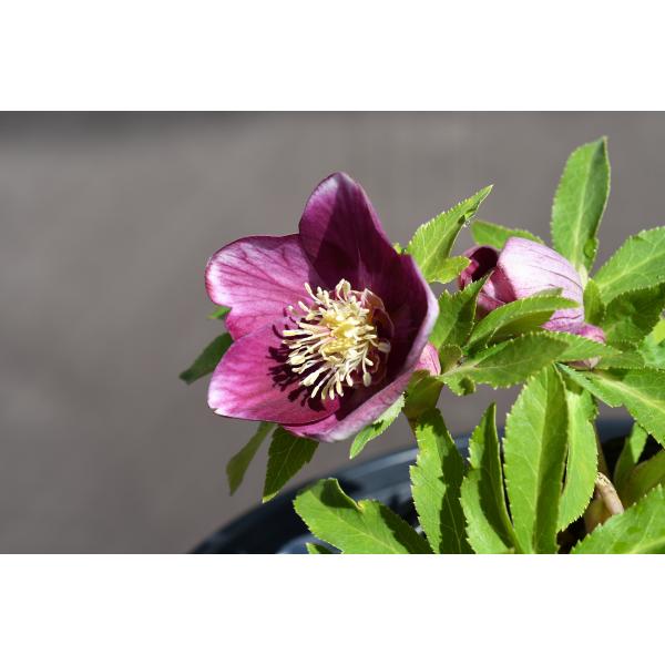 nigella1123 クリスマスローズ 開花実績株 SSゴールドピコティ