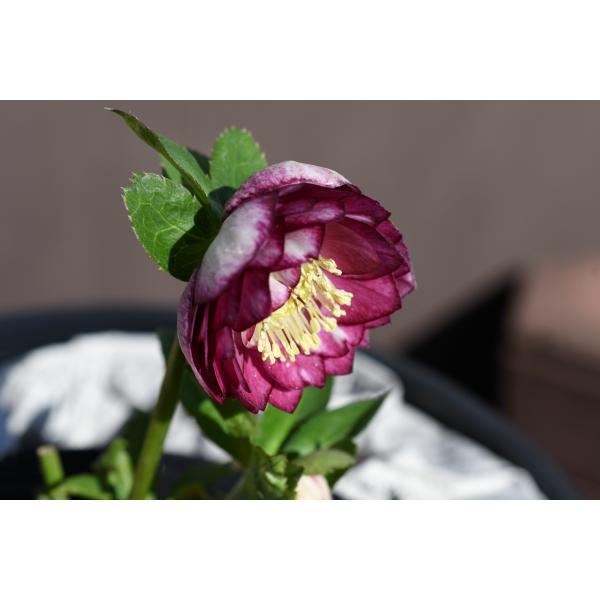 クリスマスローズ開花株 DDグロッシーカラー☆カップ咲きグロス