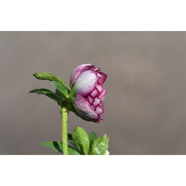 クリスマスローズ開花株 DDグロッシーカラー☆カップ咲きグロス