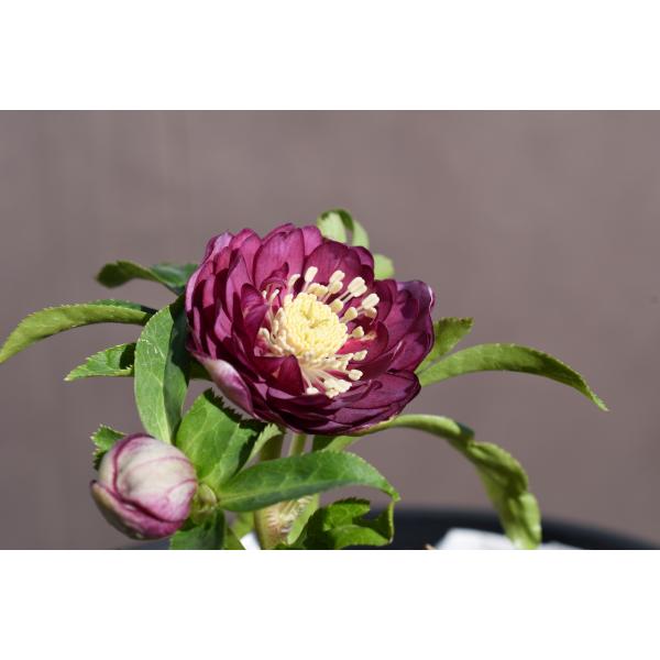 クリスマスローズ 多弁系レモンイエロー 昨年度開花株 クリスマスローズ 多弁系レモンイエロー 昨年度開花株 クリスマス