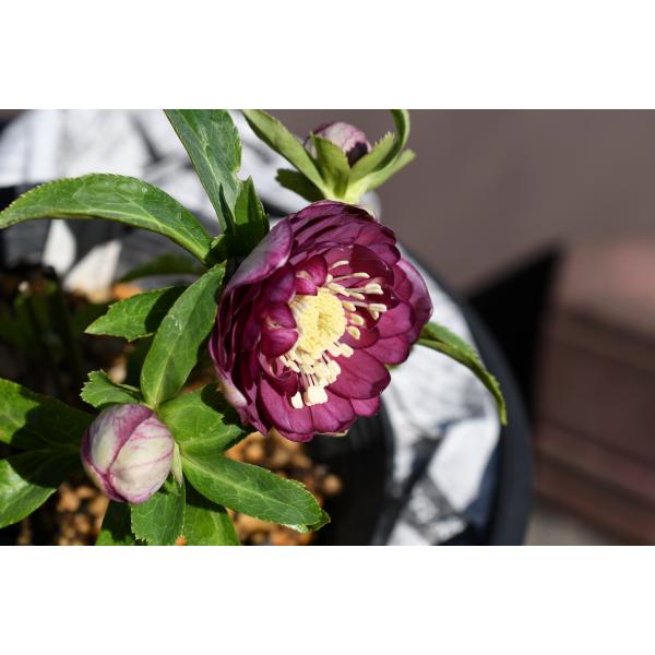 りーちゃん クリスマスローズ 株分け DDグリーンパールエッジ りーちゃん クリスマスローズ 株分け DDグリーンパールエッジ