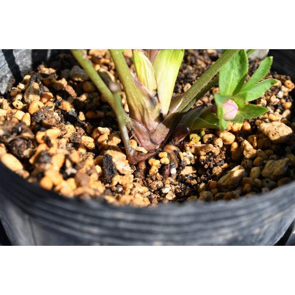 開花途中・蕾11個 グロッシーカラー ddブラック クリスマスローズ