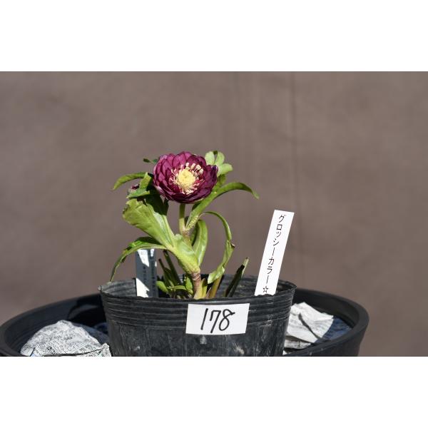 クリスマスローズ開花株 DDグロッシーカラー☆グロス多弁系