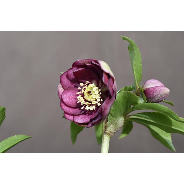 クリスマスローズ開花株 DDカップ咲きあずきレッド 185 現品限り