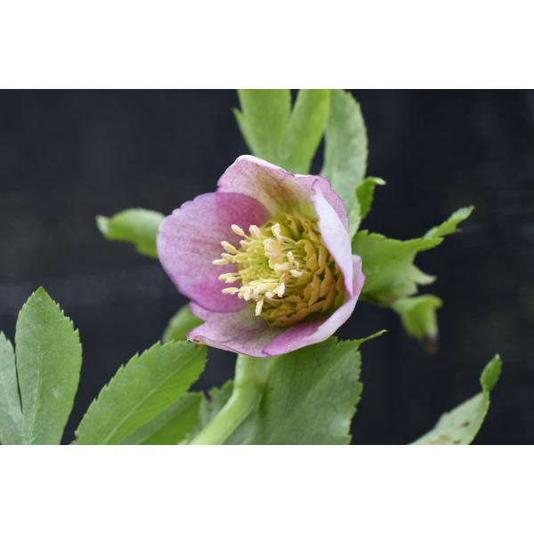 クリスマスローズ開花株 SD系多段ネクタリ―リバーシブルピンクミスト