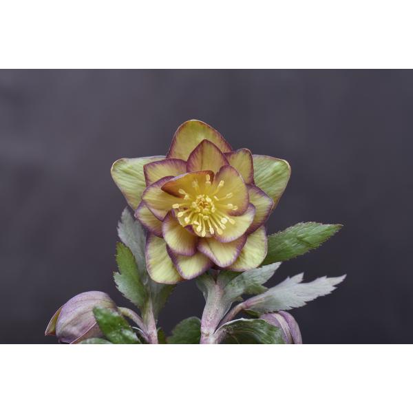 クリスマスローズ開花株 DDWildCollectionゴールド（マリアルーベンス