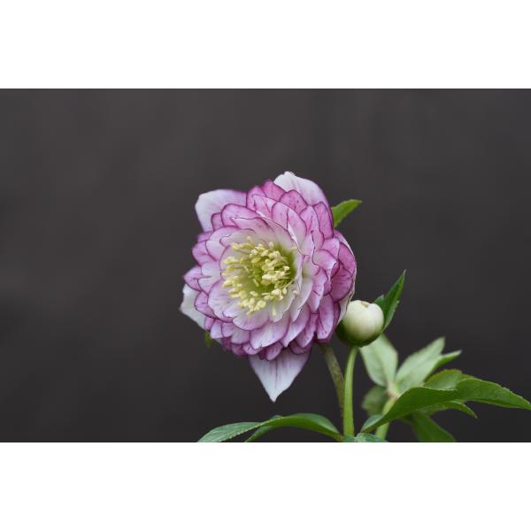 クリスマスローズ開花株 DDアフロディーテプリマヴェーラ 196 現品限り