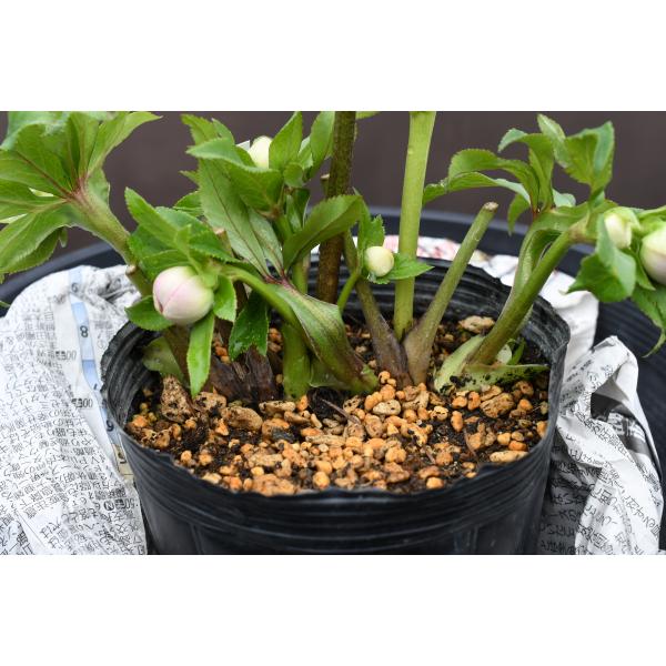 クリスマスローズ開花株 DDアフロディーテプリマヴェーラ 196 現品限り