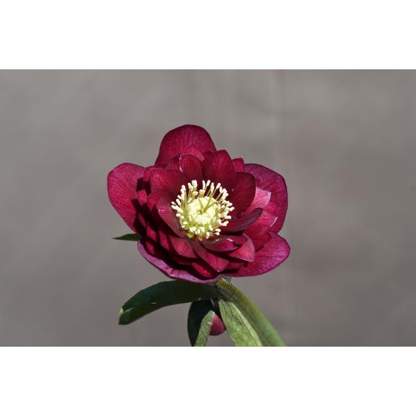 クリスマスローズ開花株 DDグロッシーカラー☆シャガール系グロ