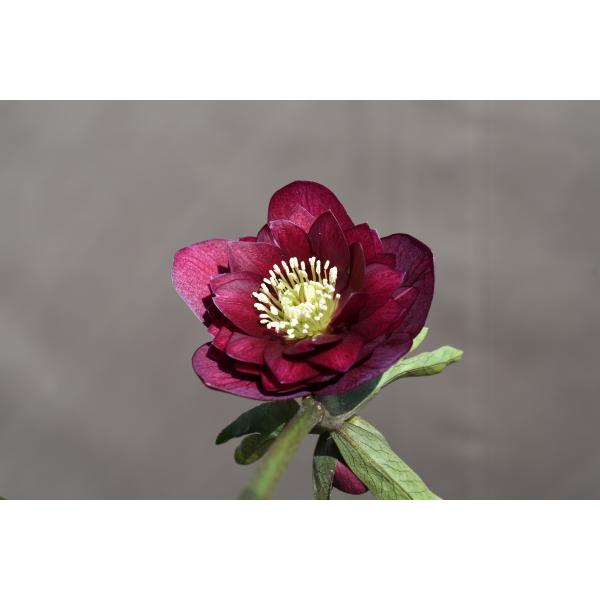 クリスマスローズ開花株 DDグロッシーカラー☆シャガール系グロ