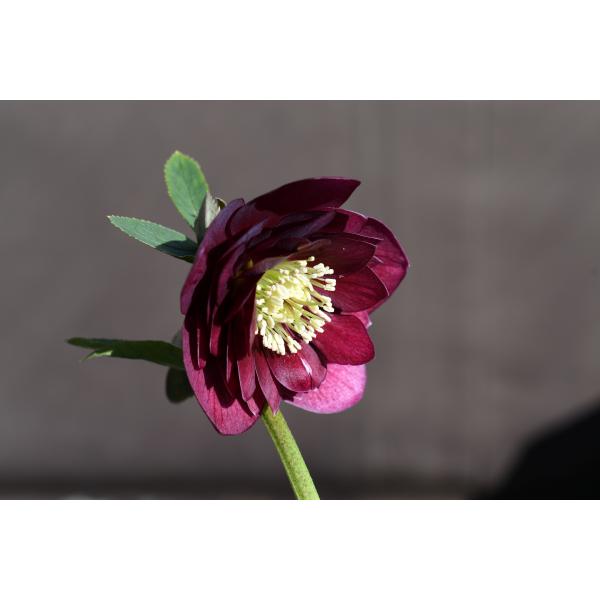 クリスマスローズ開花株 DDグロッシーカラー☆シャガール系グロ