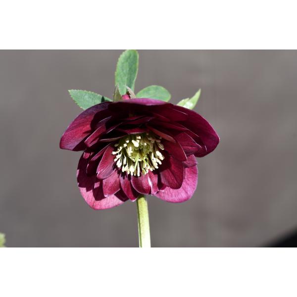 クリスマスローズ開花株 DDグロッシーカラー☆シャガール系グロ