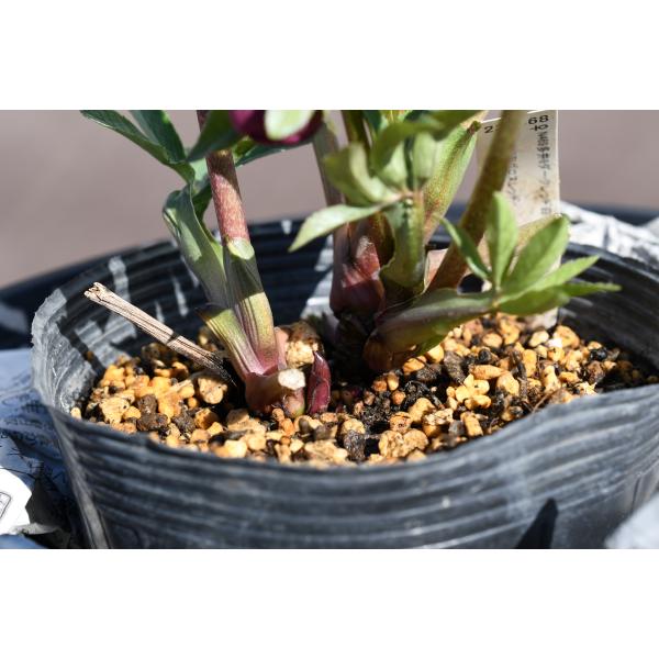 クリスマスローズ開花株 DDグロッシーカラー☆シャガール系グロ