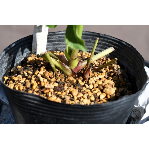 クリスマスローズ開花株 DDレッドグラデーションベインピコティ 223