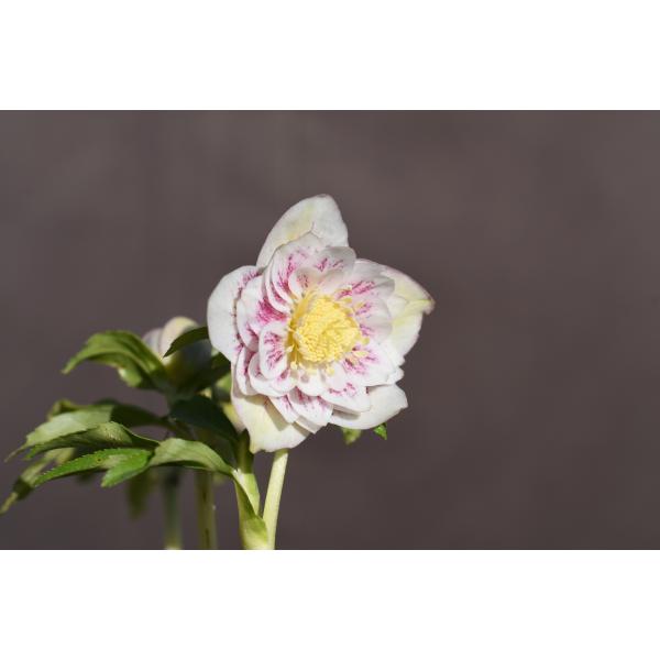 クリスマスローズ開花株 DDプリマヴェーラゴールド 224 現品限り