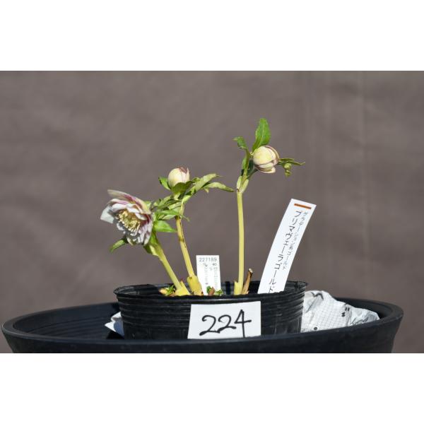 プリマヴェーラゴールド×ピエラ☆クリスマスローズ交配苗☆開花年数