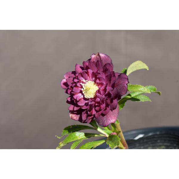 クリスマスローズ開花株 DDディオーネ多弁咲きパープルレッドゴールド