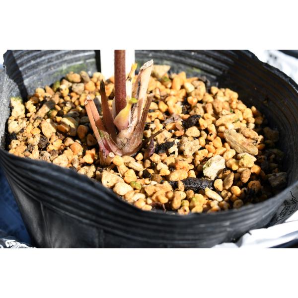 クリスマスローズ開花株 DDディオーネ多弁咲きパープルレッドゴールド