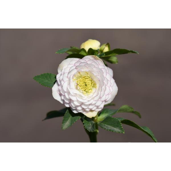 ♡開花中♡クリスマスローズ　SDホワイト 充実株美花 imgrc0098633144.jpg