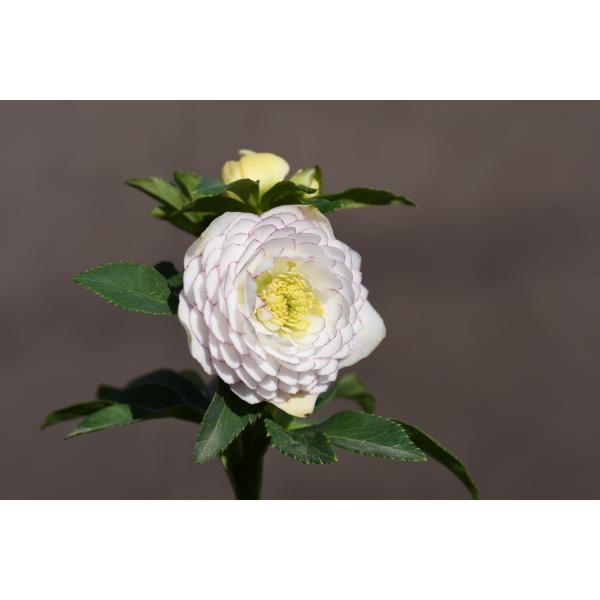 クリスマスローズ開花株 DDリトルアフロディーテ 228 現品限り : 金井