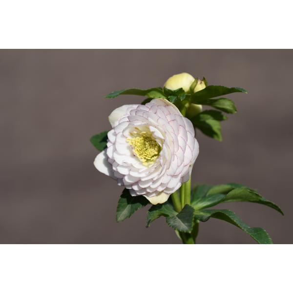 クリスマスローズ開花株 DDリトルアフロディーテ 228 現品限り : 金井