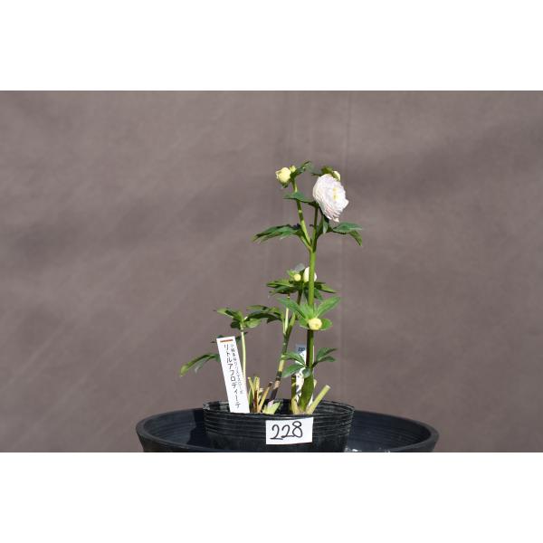 クリスマスローズ開花株 DDリトルアフロディーテ 228 現品限り : 金井