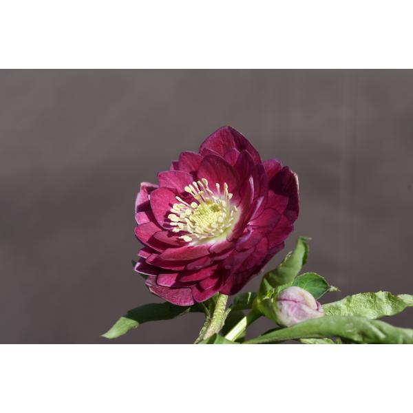 クリスマスローズ開花株 DDグロッシーカラー☆グロスレッド底白系 230