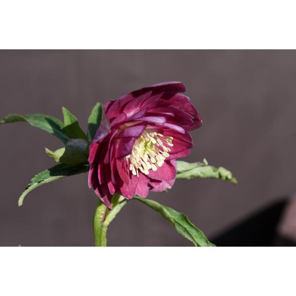 クリスマスローズ開花株 DDグロッシーカラー☆グロスレッド底白系 230