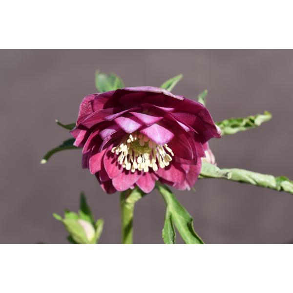 クリスマスローズ開花株 DDグロッシーカラー☆グロスレッド底白系 230