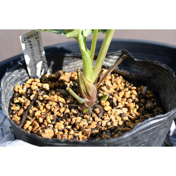 クリスマスローズ開花株 DDグロッシーカラー☆グロスレッド底白系 230