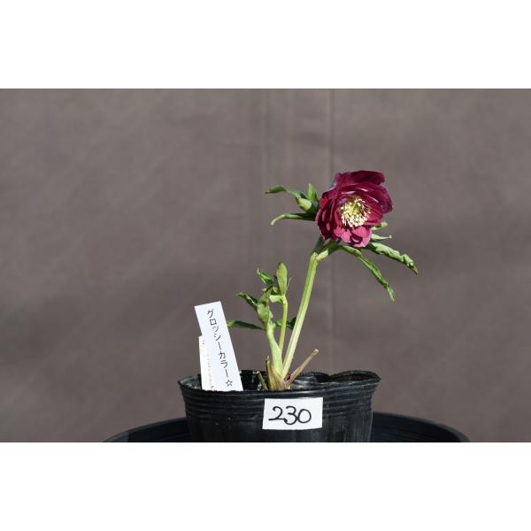 クリスマスローズ開花株 DDグロッシーカラー☆グロスレッド底白系 230