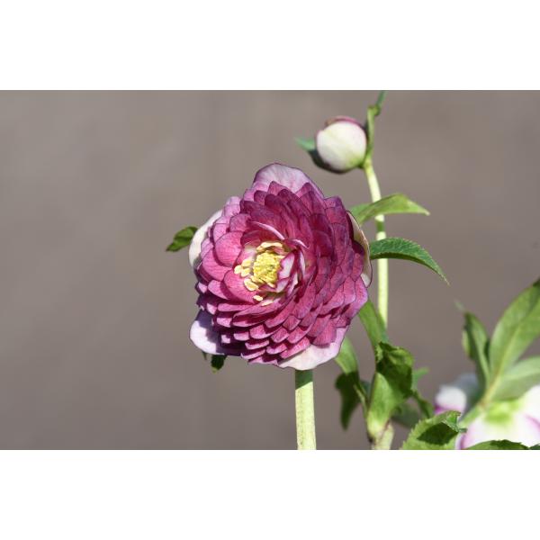 クリスマスローズ開花株 DDシャガール 231 現品限り : 金井園芸 - 通販