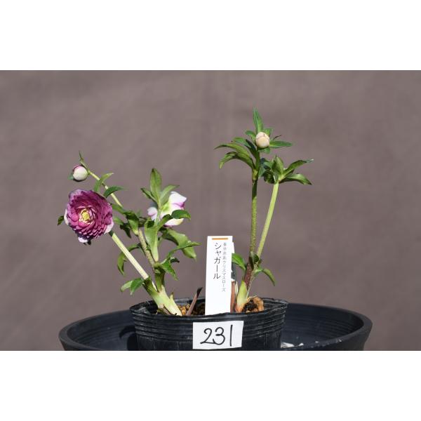 ㉖-231クリスマスローズ ㉖-240クリスマスローズ - メルカリ