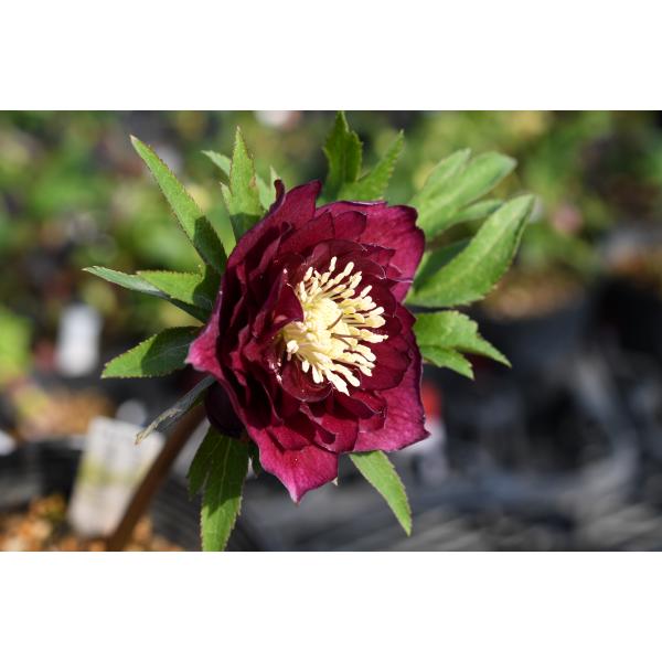 クリスマスローズ開花株 DDグロッシーカラー☆グロスレッド 237 現品