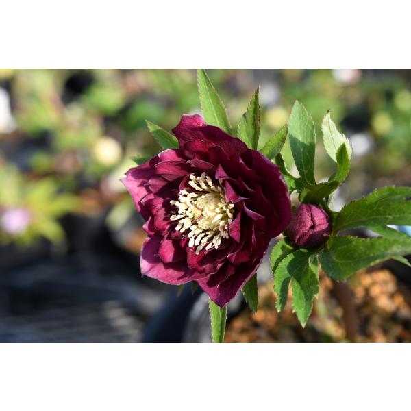 クリスマスローズ開花株 DDグロッシーカラー☆グロスレッド 237 現品