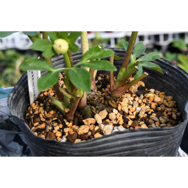 クリスマスローズ開花株 DDホワイトアフロディーテ 239 現品限り