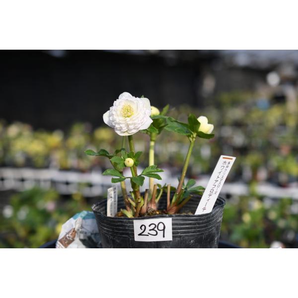 クリスマスローズ開花株 DDホワイトアフロディーテ 239 現品限り