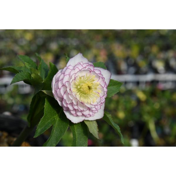 クリスマスローズ開花株 DDホワイトアフロディーテ 243 現品限り