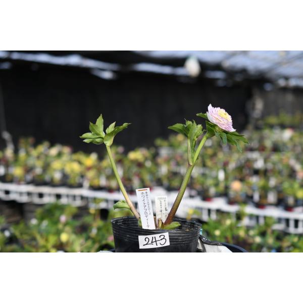 クリスマスローズ開花株 DDホワイトアフロディーテ 243 現品限り