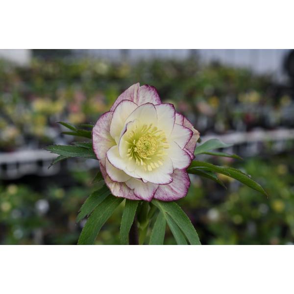 クリスマスローズ開花株 DDレッドエンジェル 237 現品限り : 金井園芸