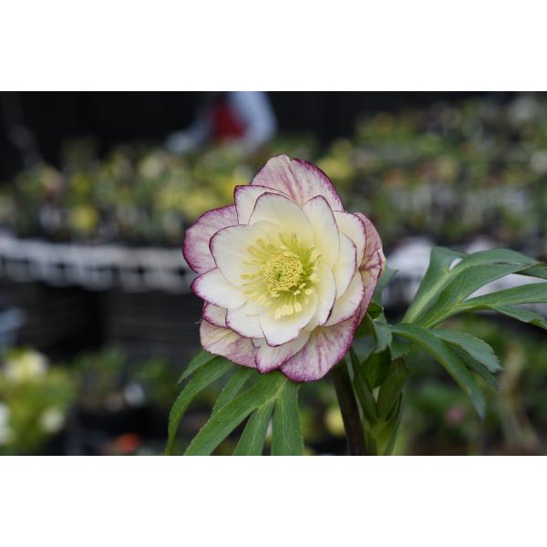 クリスマスローズ開花株 DDレッドエンジェル 237 現品限り : 金井園芸