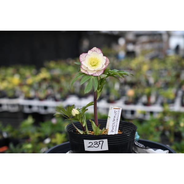 クリスマスローズ開花株 DDレッドエンジェル 237 現品限り : 金井園芸
