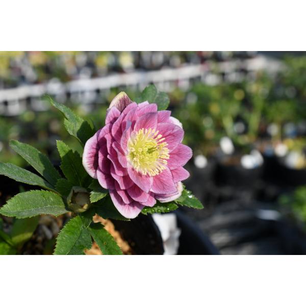 流れ星様確認用、クリスマスローズ クリスマスローズの世界展2025 ～恋する魅惑の花～＊2025年2月21日（金