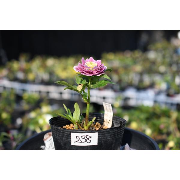 クリスマスローズ開花株 DDリバーシブルグラデーション 238 現品限り