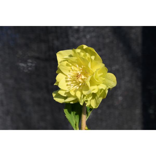 クリスマスローズ 多弁系レモンイエロー 昨年度開花株 クリスマスローズ 多弁系レモンイエロー 昨年度開花株 クリスマス