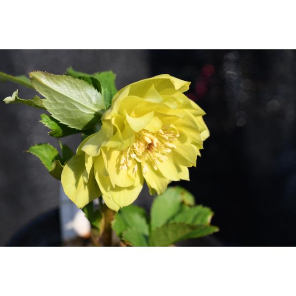 クリスマスローズ開花株 DD多弁系メロンゴールド 239 現品限り : 金井